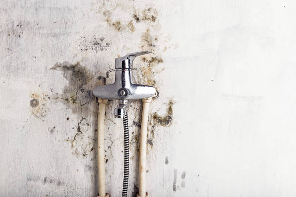Best Home Mold Removal  in Pollock Pines, CA