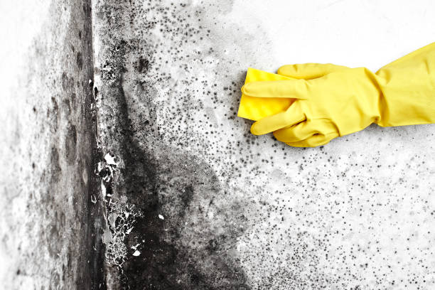 Professional Mold Removal in Pollock Pines, CA