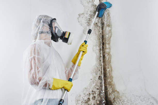 Best Same-Day Mold Removal  in Pollock Pines, CA