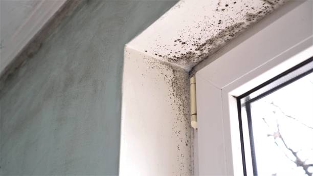 Best Mold Testing and Removal  in Pollock Pines, CA