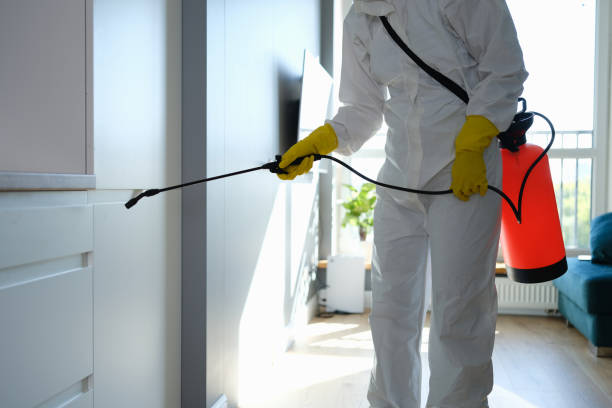 Mold Testing and Removal in Pollock Pines, CA