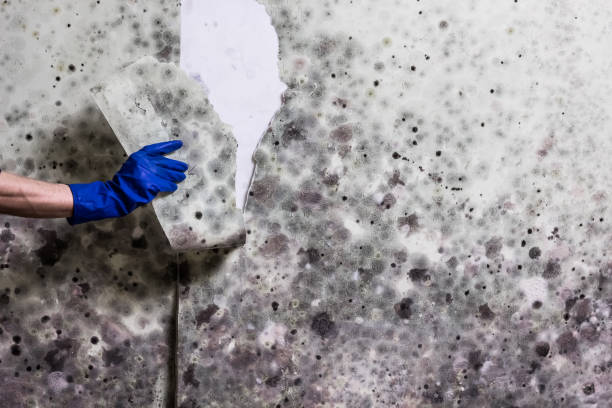 Best Black Mold Removal  in Pollock Pines, CA