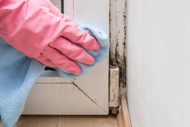Best Residential Mold Removal  in Pollock Pines, CA