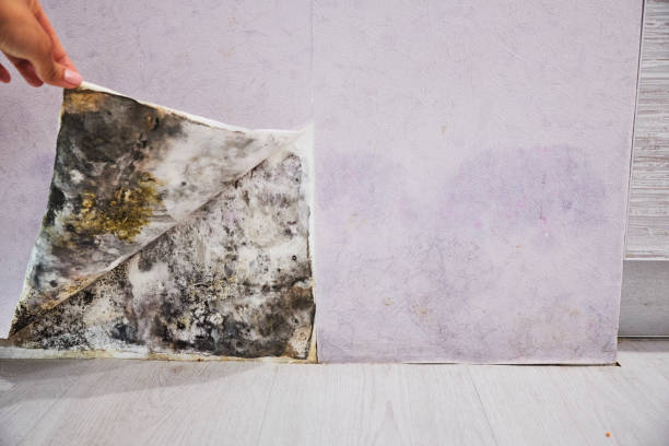 Reliable Pollock Pines, CA Mold Removal Solutions